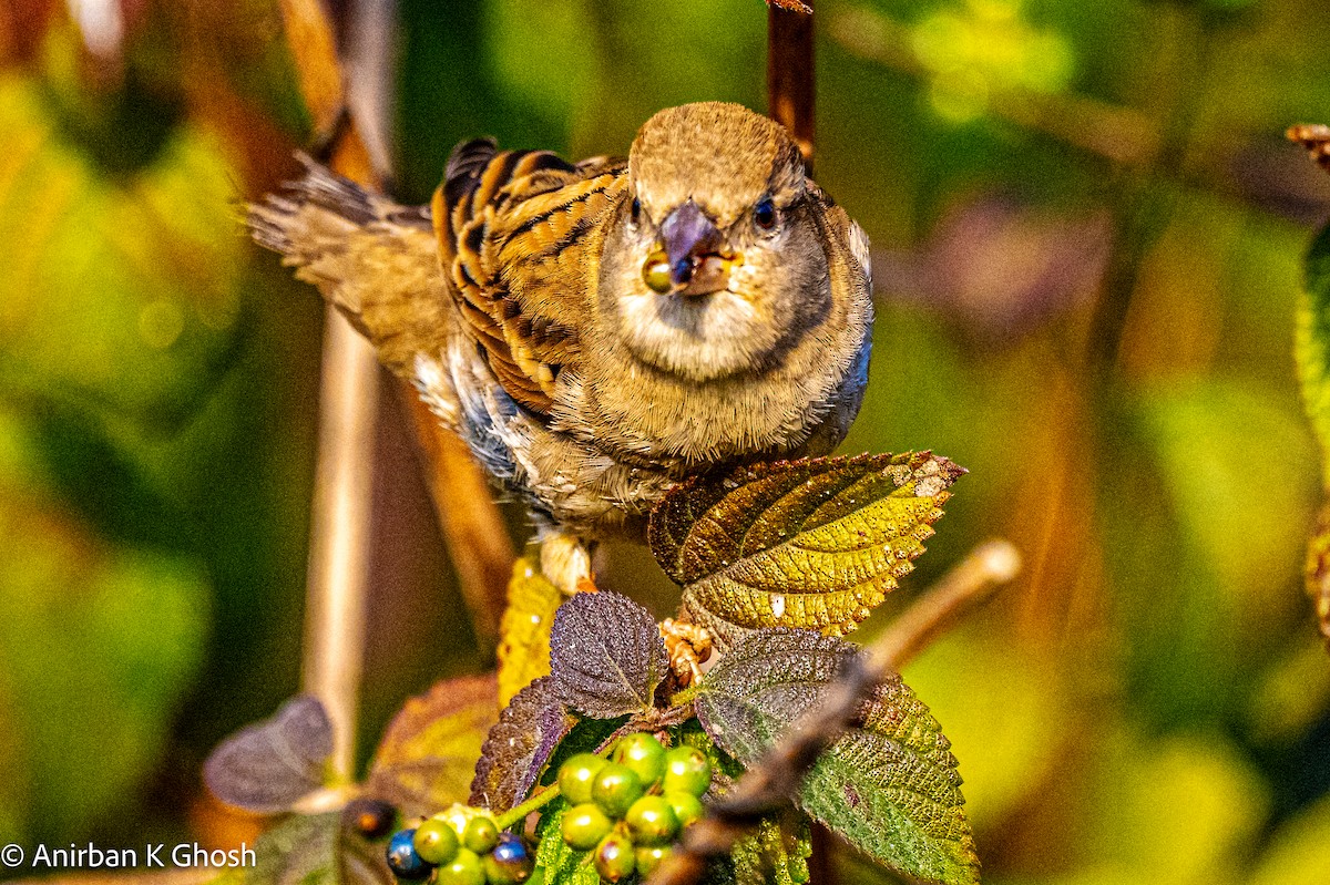 House Sparrow - ML613074658