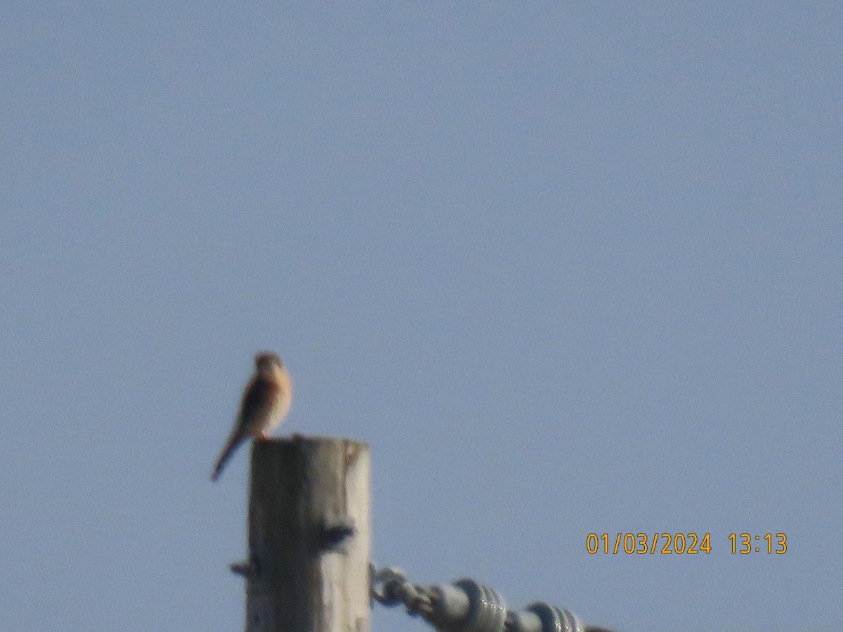 American Kestrel - ML613074671