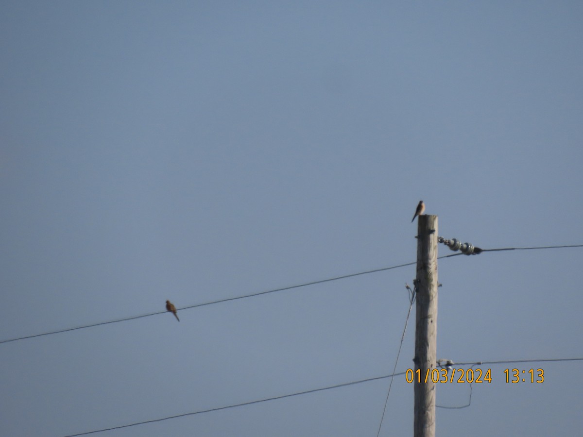 American Kestrel - ML613074672