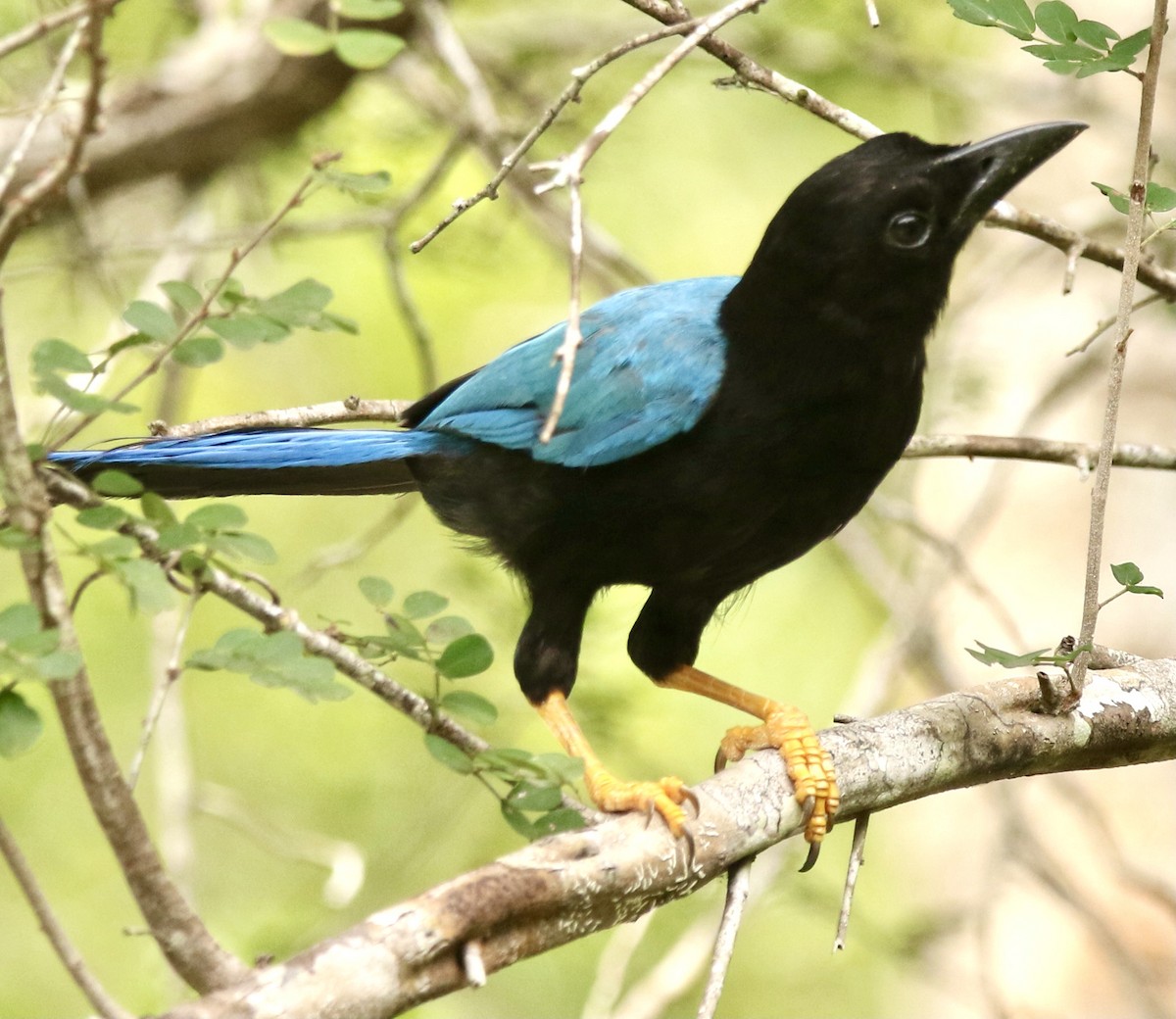 Yucatan Jay - ML613074686