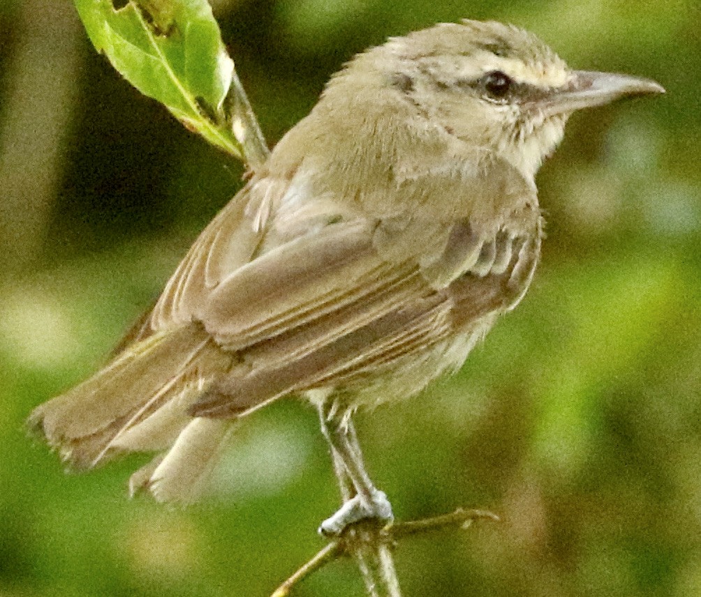 Yucatan Vireo - ML613074711