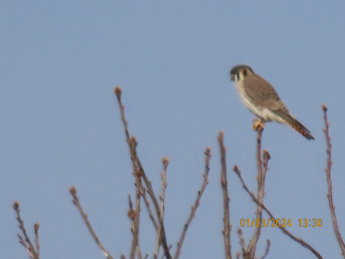 American Kestrel - ML613074725