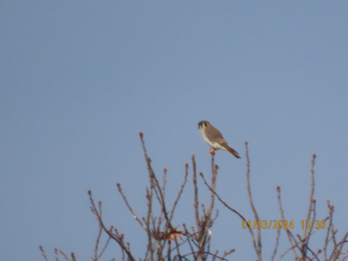 American Kestrel - ML613074726