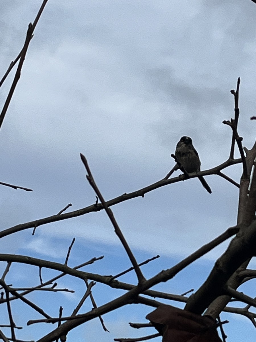 Orite à longue queue - ML613074774