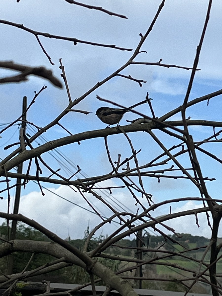 Orite à longue queue - ML613074775