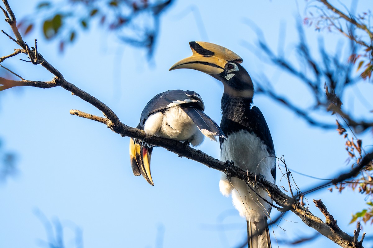 Oriental Pied-Hornbill - ML613074799