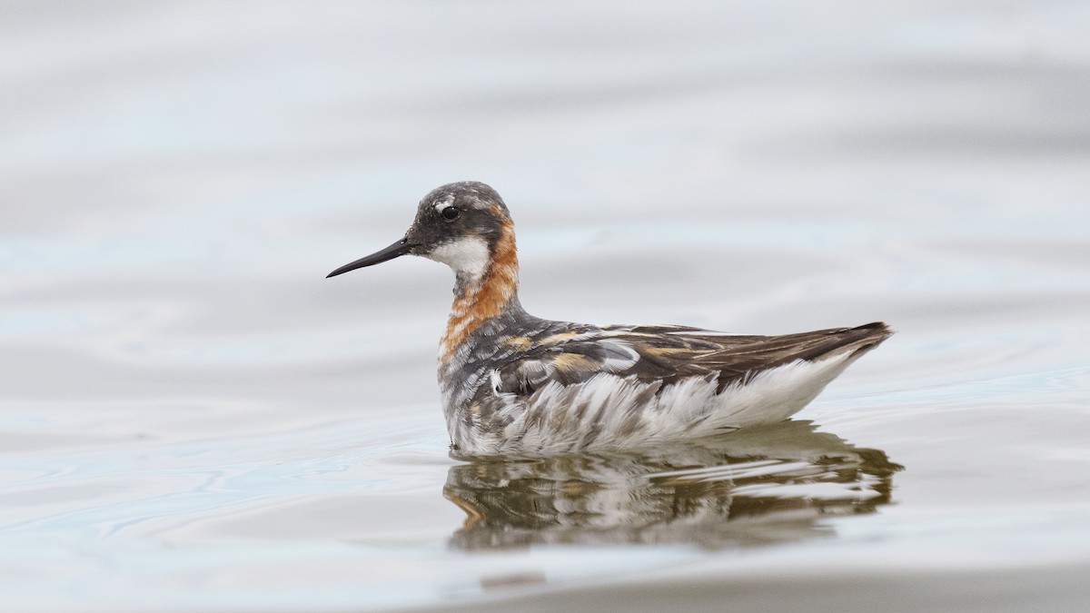 Red-necked Phalarope - ML613074813