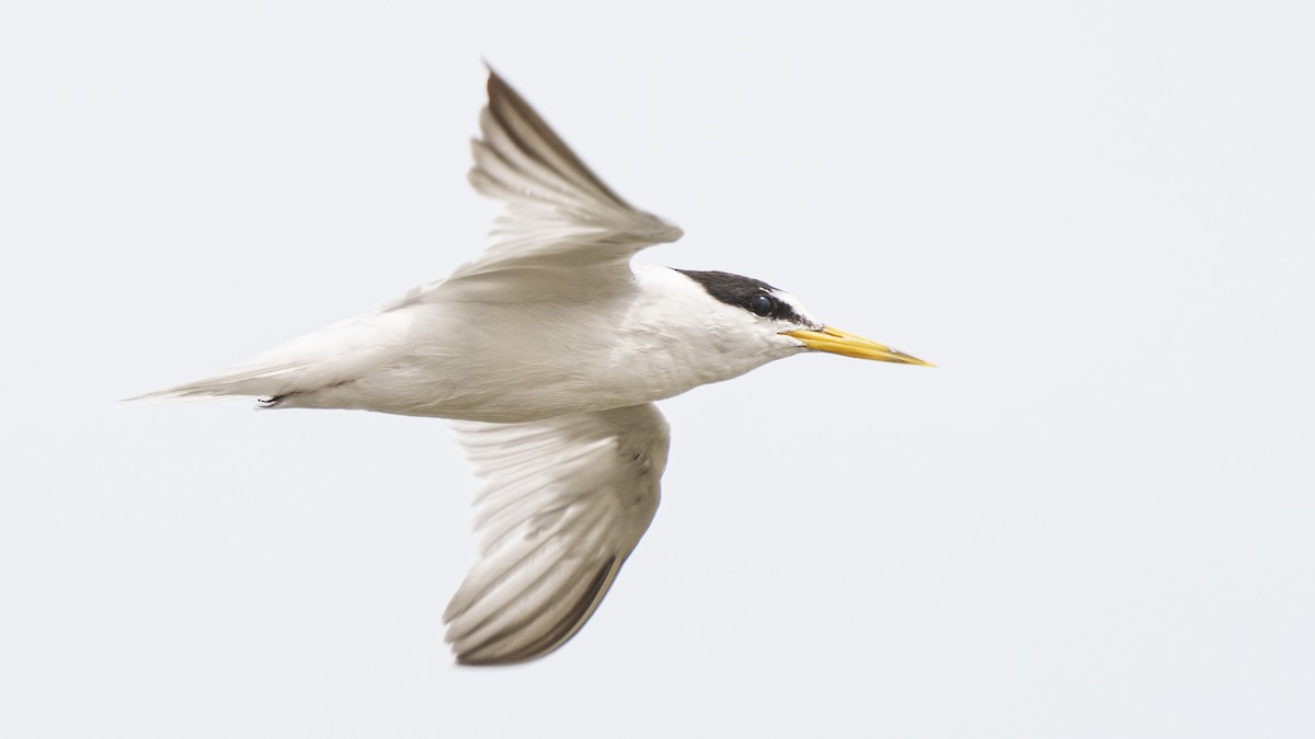 Little Tern - Zongzhuang Liu