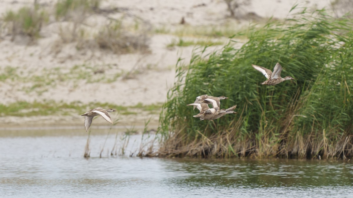 Red-crested Pochard - ML613074826