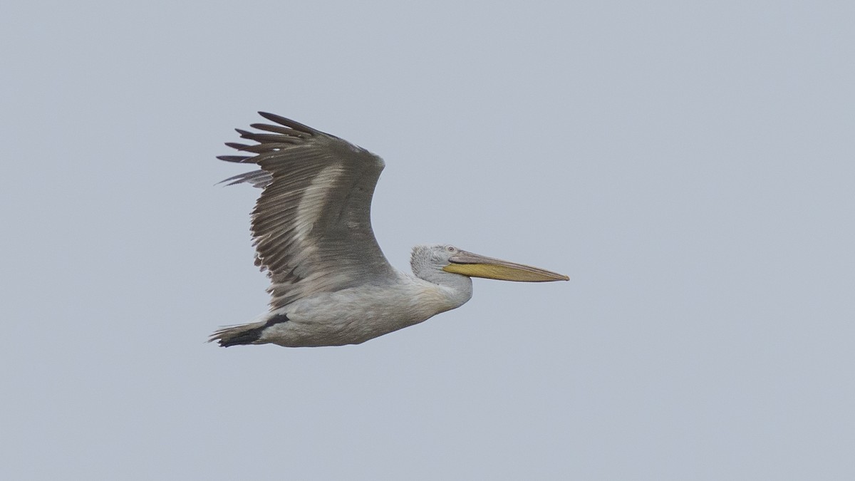 Dalmatian Pelican - Zongzhuang Liu