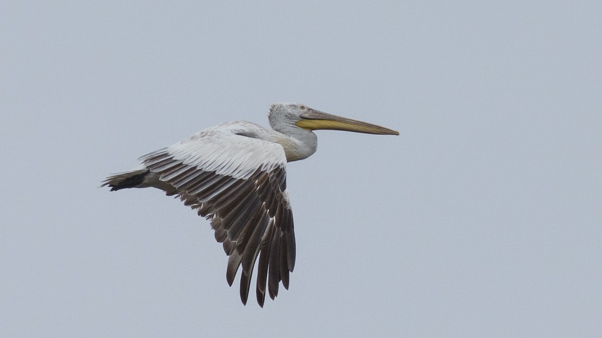 Dalmatian Pelican - Zongzhuang Liu