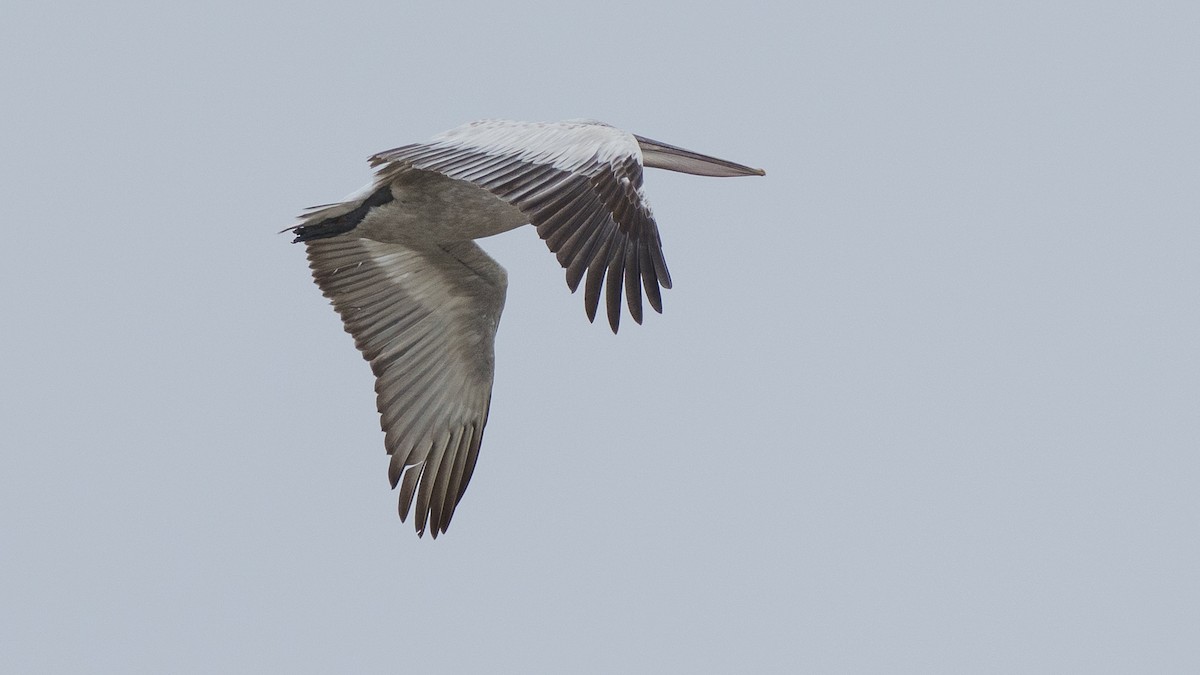 Dalmatian Pelican - Zongzhuang Liu