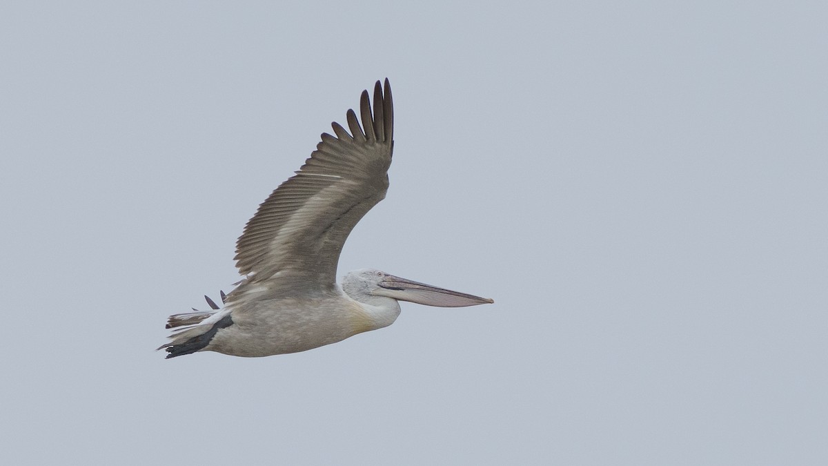 Dalmatian Pelican - Zongzhuang Liu