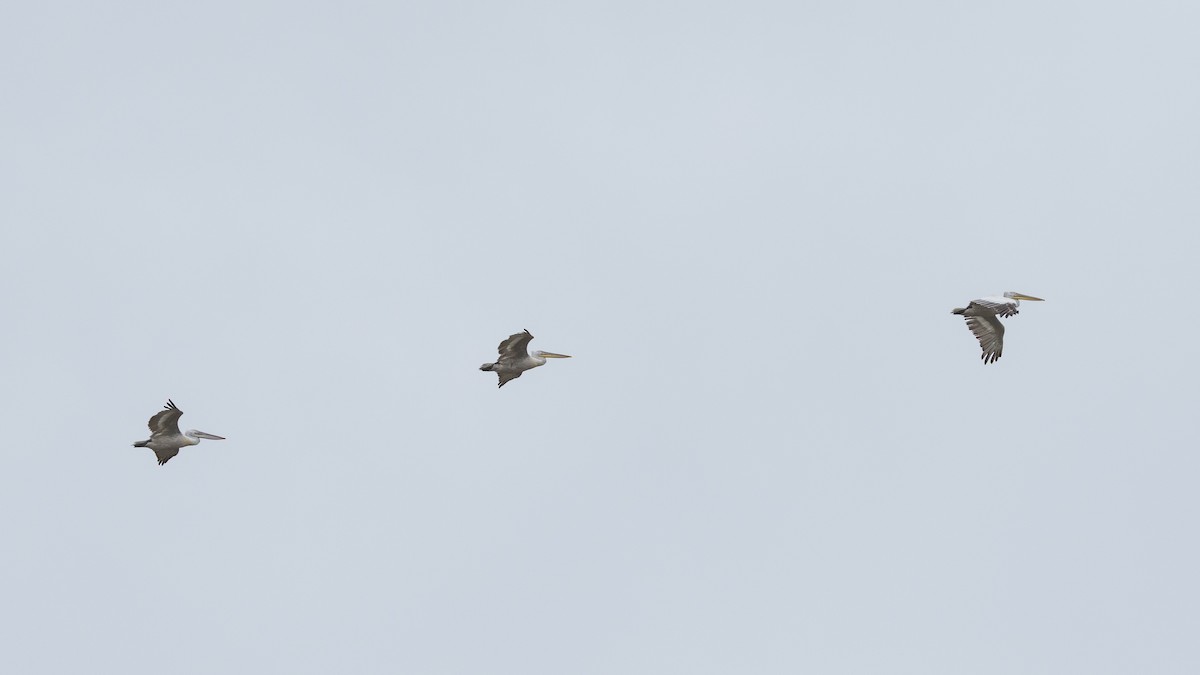 Dalmatian Pelican - Zongzhuang Liu