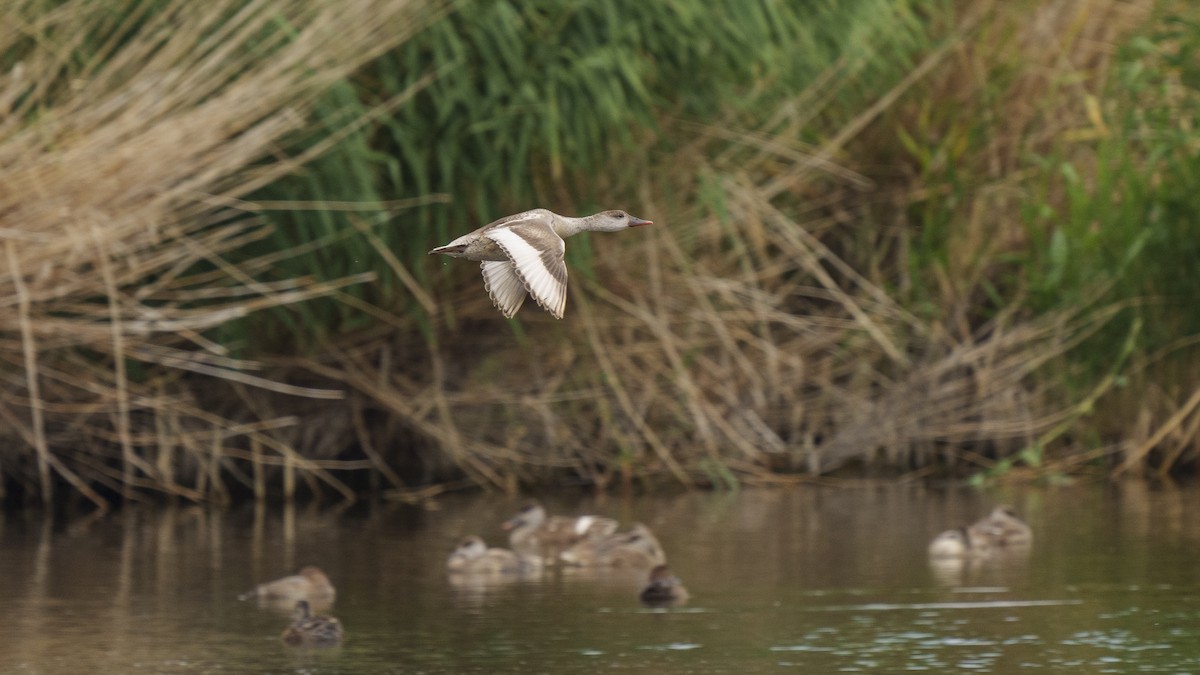 Red-crested Pochard - ML613074845