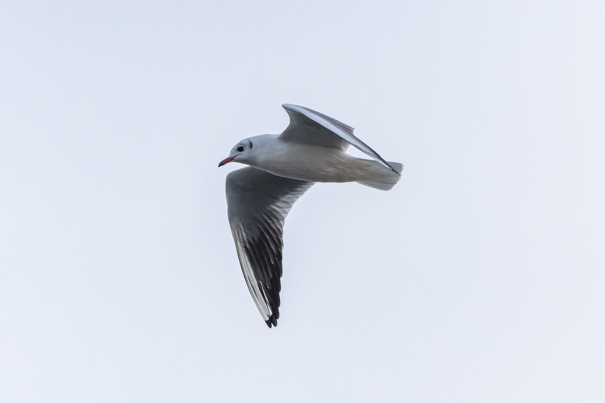 Mouette rieuse - ML613074873