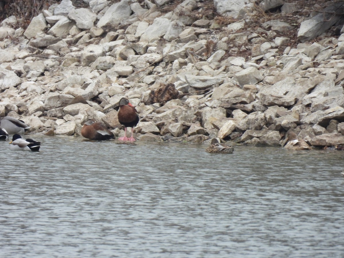 Black-bellied Whistling-Duck - Cornelius Alwood