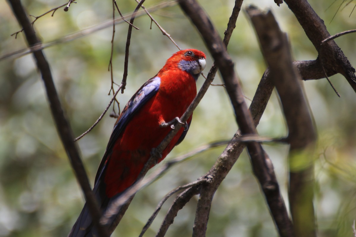 Crimson Rosella (Crimson) - ML613074976