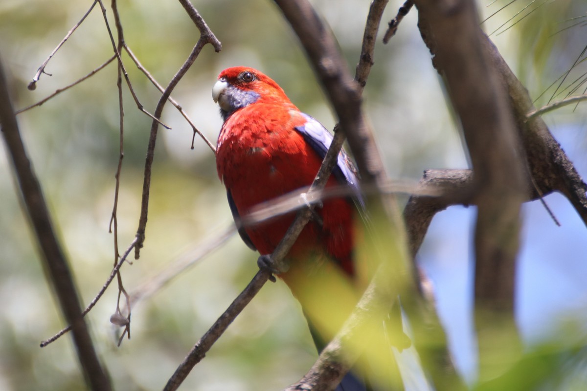 Crimson Rosella (Crimson) - ML613074977