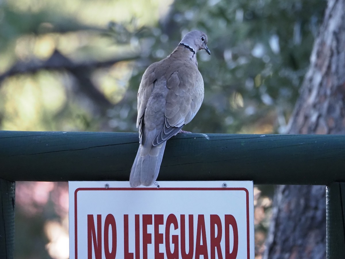 Eurasian Collared-Dove - ML613075011