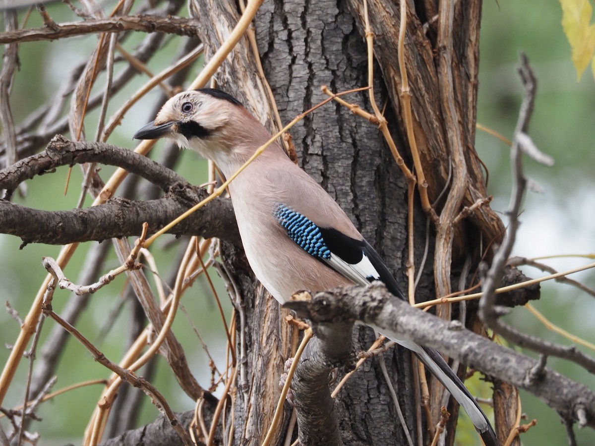 Eurasian Jay - ML613075016