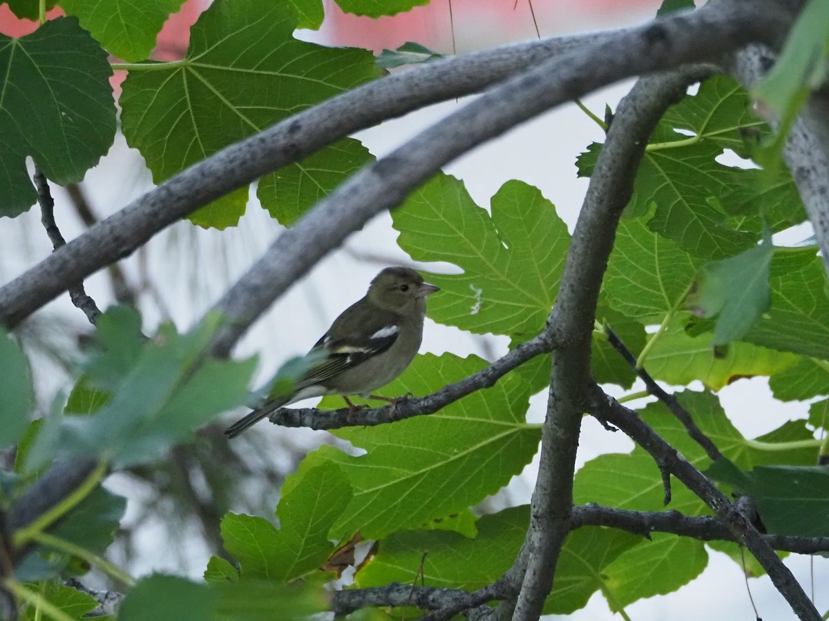 Common Chaffinch - ML613075021