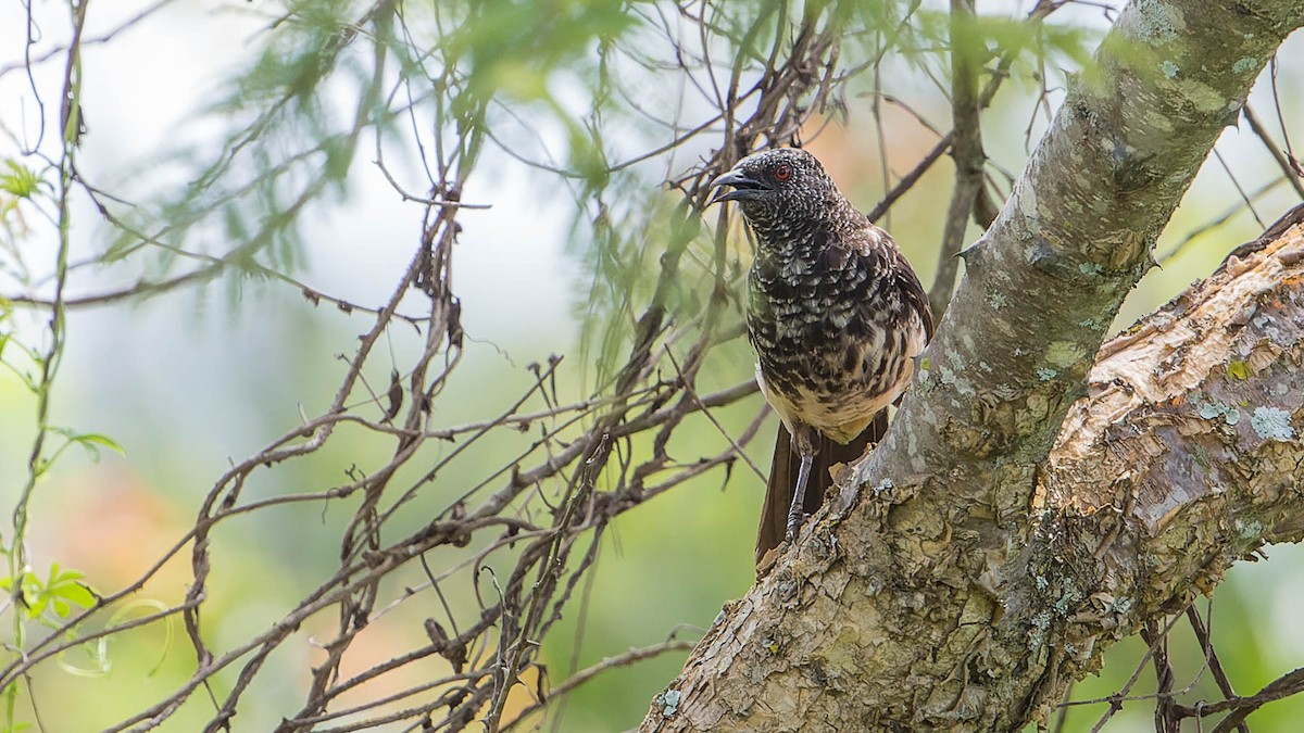 Hinde's Pied-Babbler - ML613075026