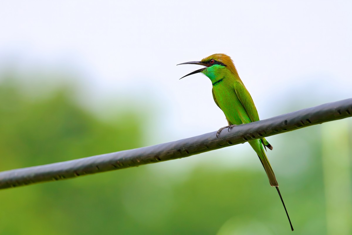 Asian Green Bee-eater - Sourav Mandal