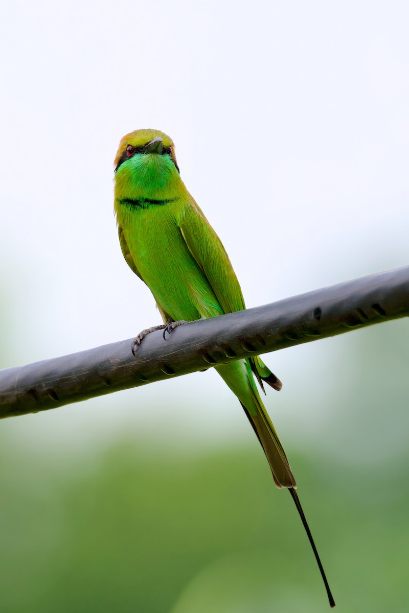 Asian Green Bee-eater - Sourav Mandal