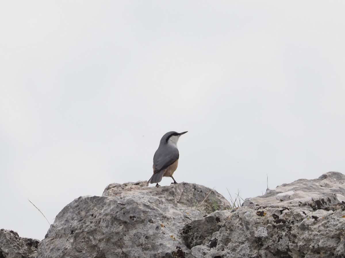 Western Rock Nuthatch - ML613075059