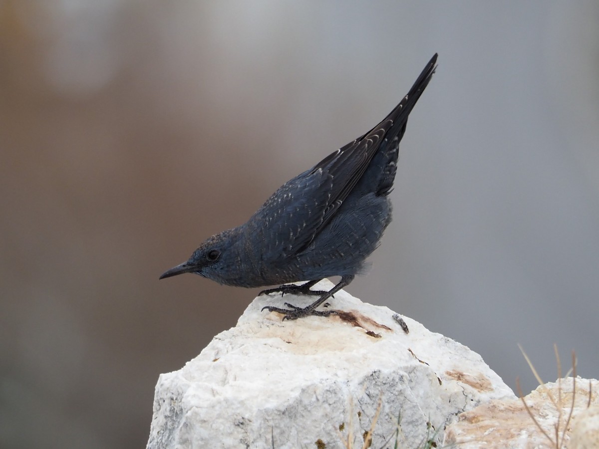 Blue Rock-Thrush - ML613075063