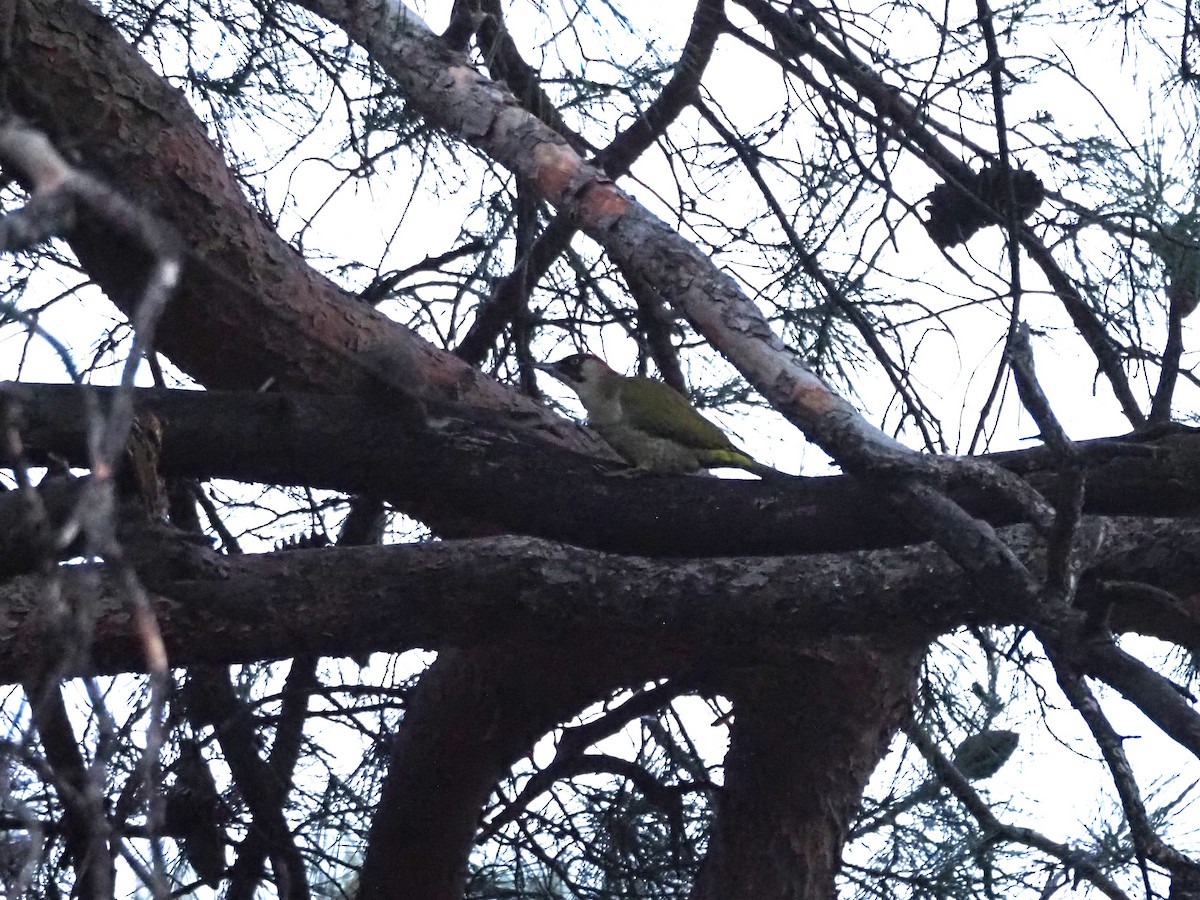 Eurasian Green Woodpecker - ML613075066