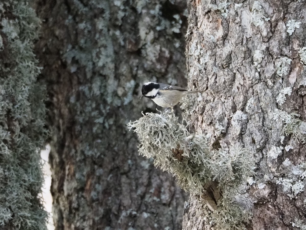 Coal Tit - ML613075067