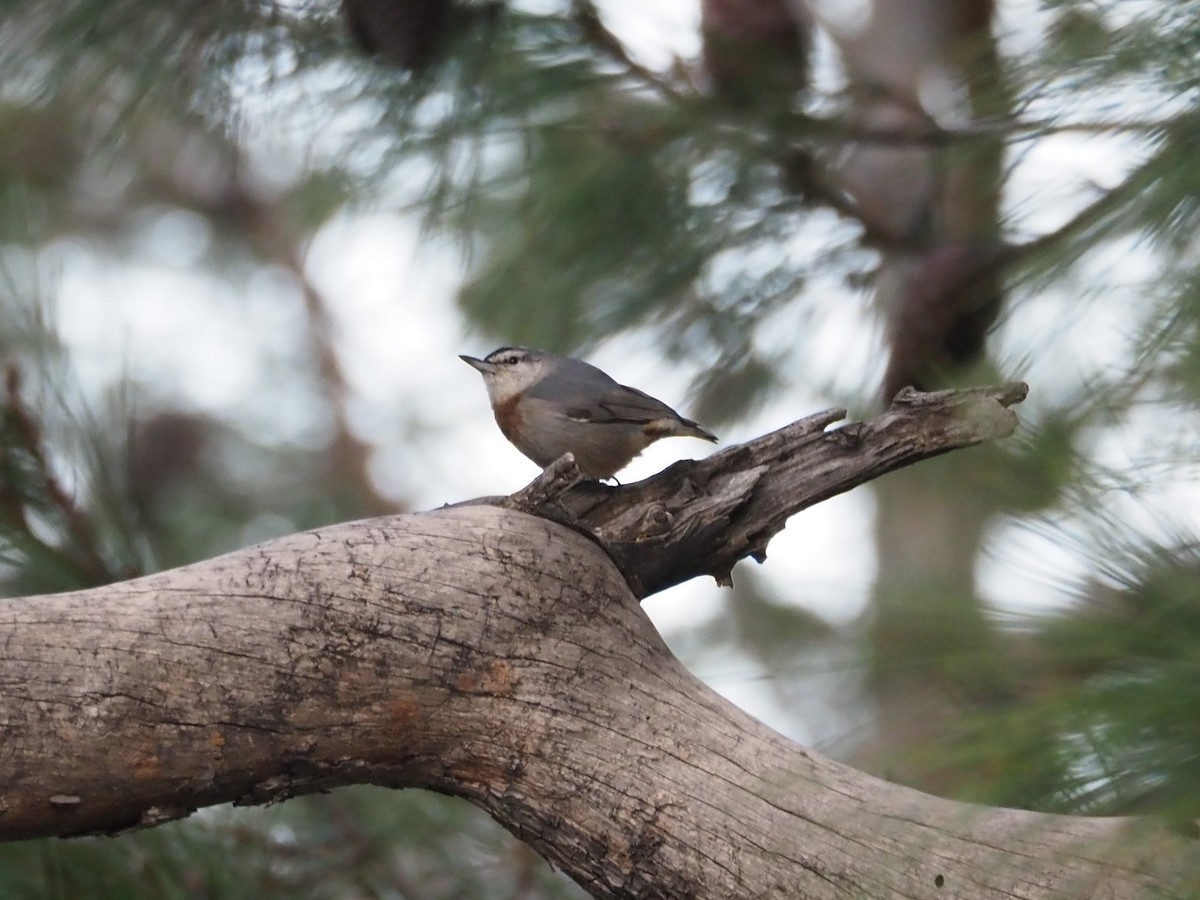 Krüper's Nuthatch - ML613075069