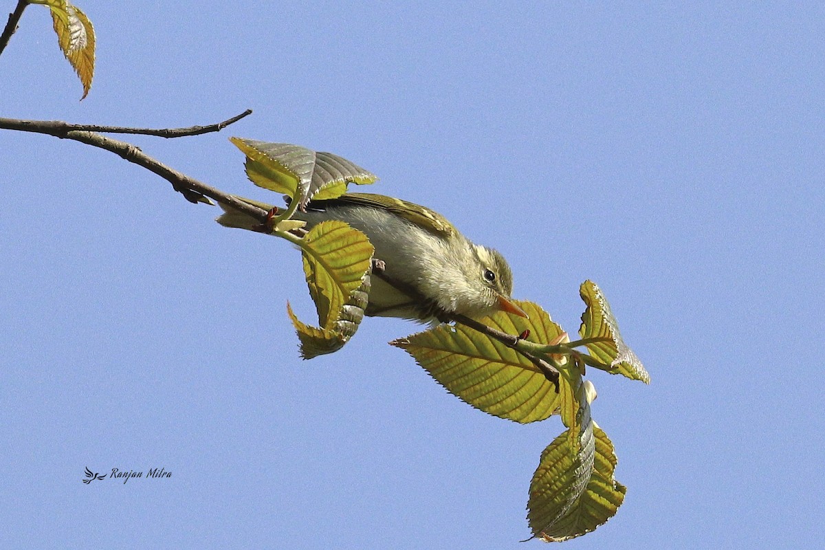 Blyth's Leaf Warbler - ML613075072
