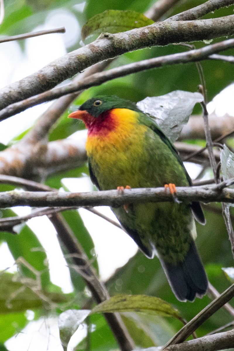 Scarlet-breasted Fruiteater (frontalis) - ML613075105