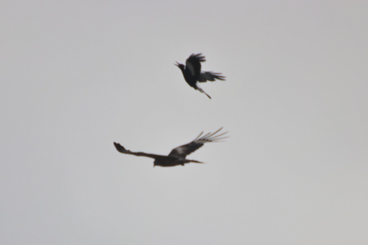 Square-tailed Kite - ML613075106