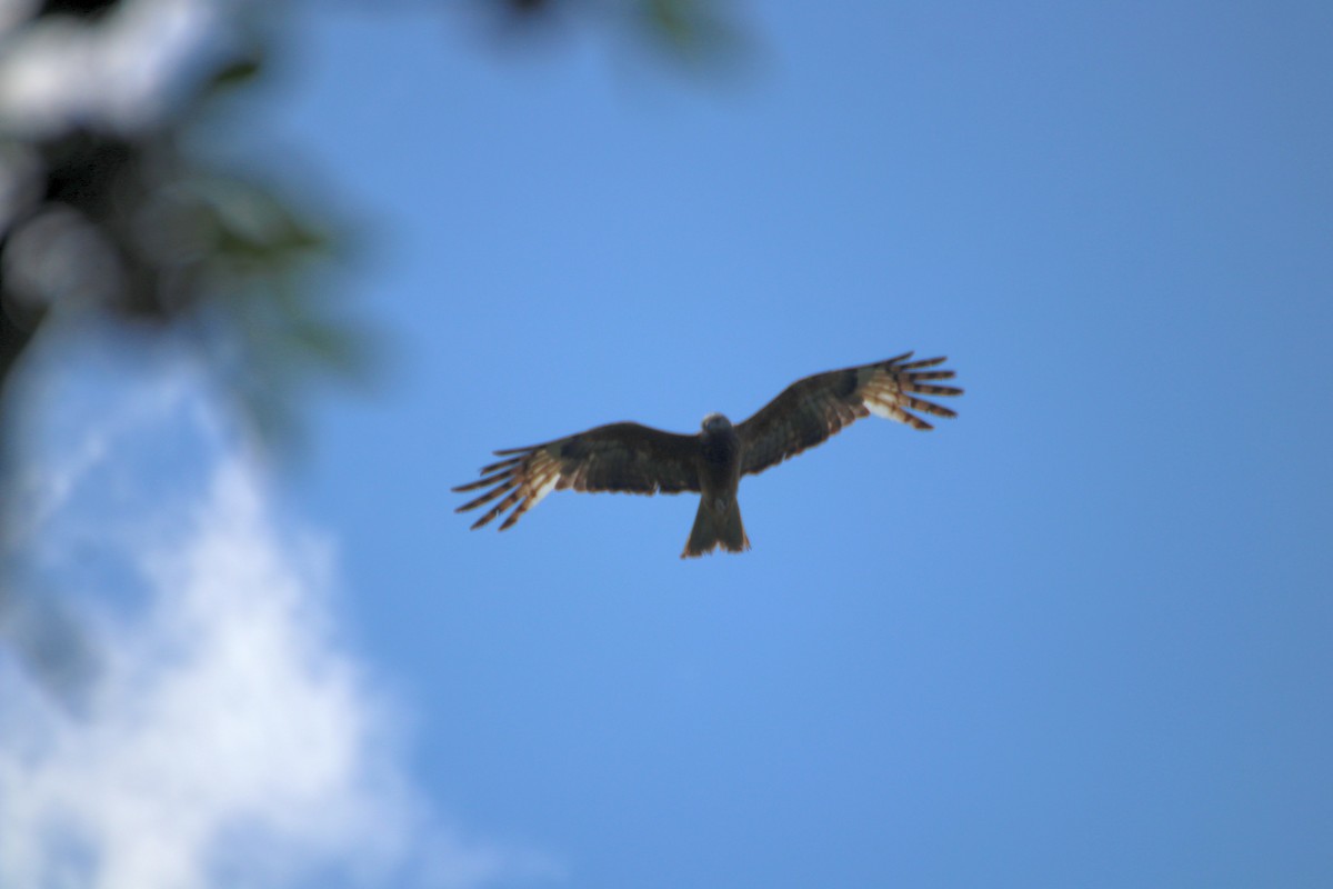 Square-tailed Kite - ML613075107