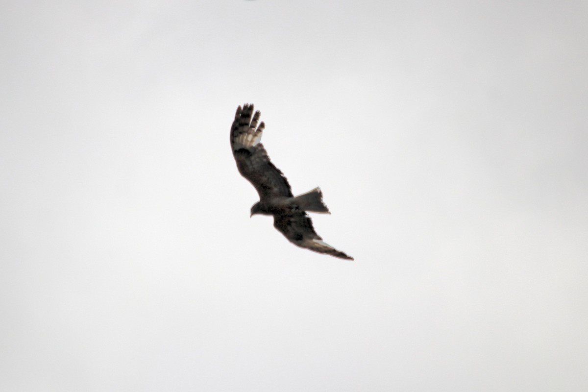 Square-tailed Kite - ML613075108