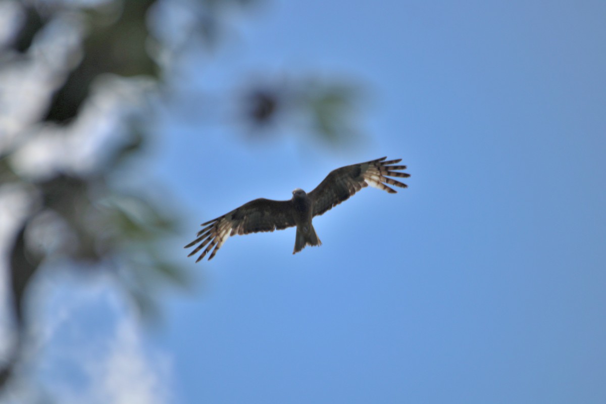 Square-tailed Kite - ML613075109