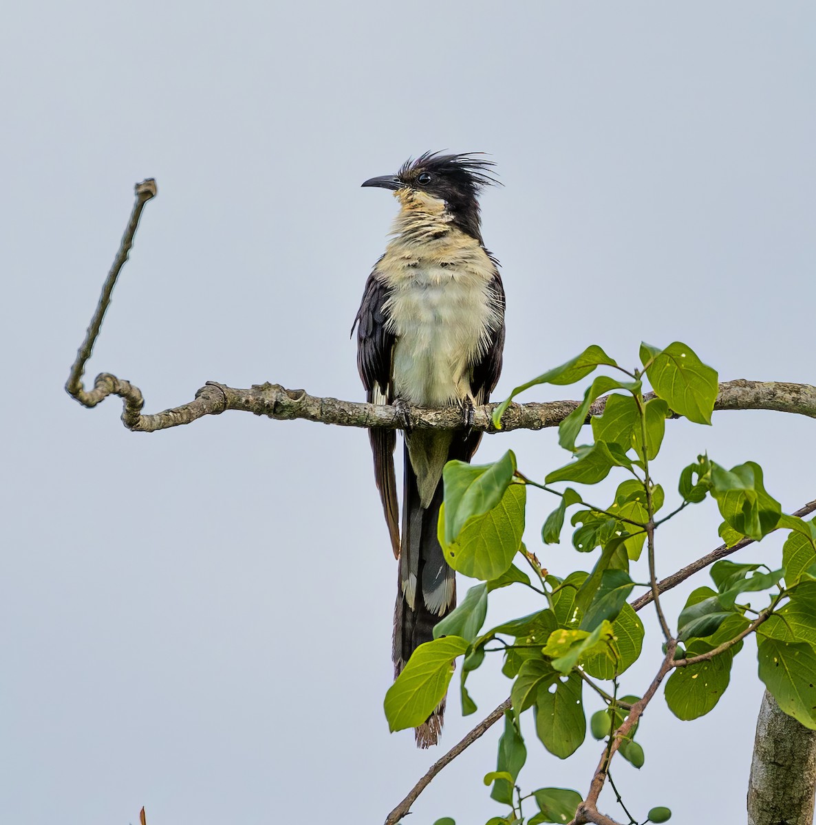 Levaillant's Cuckoo - ML613075207