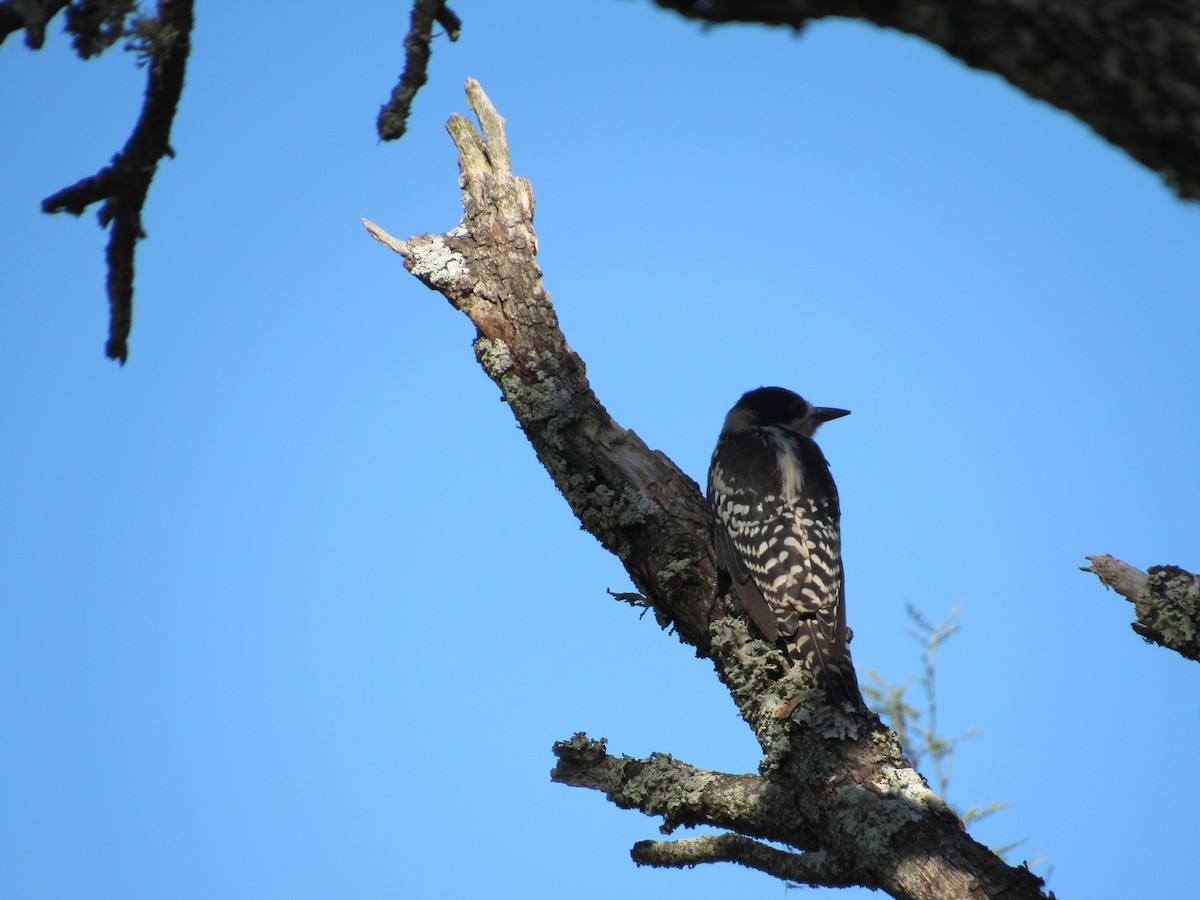 White-fronted Woodpecker - ML613075216