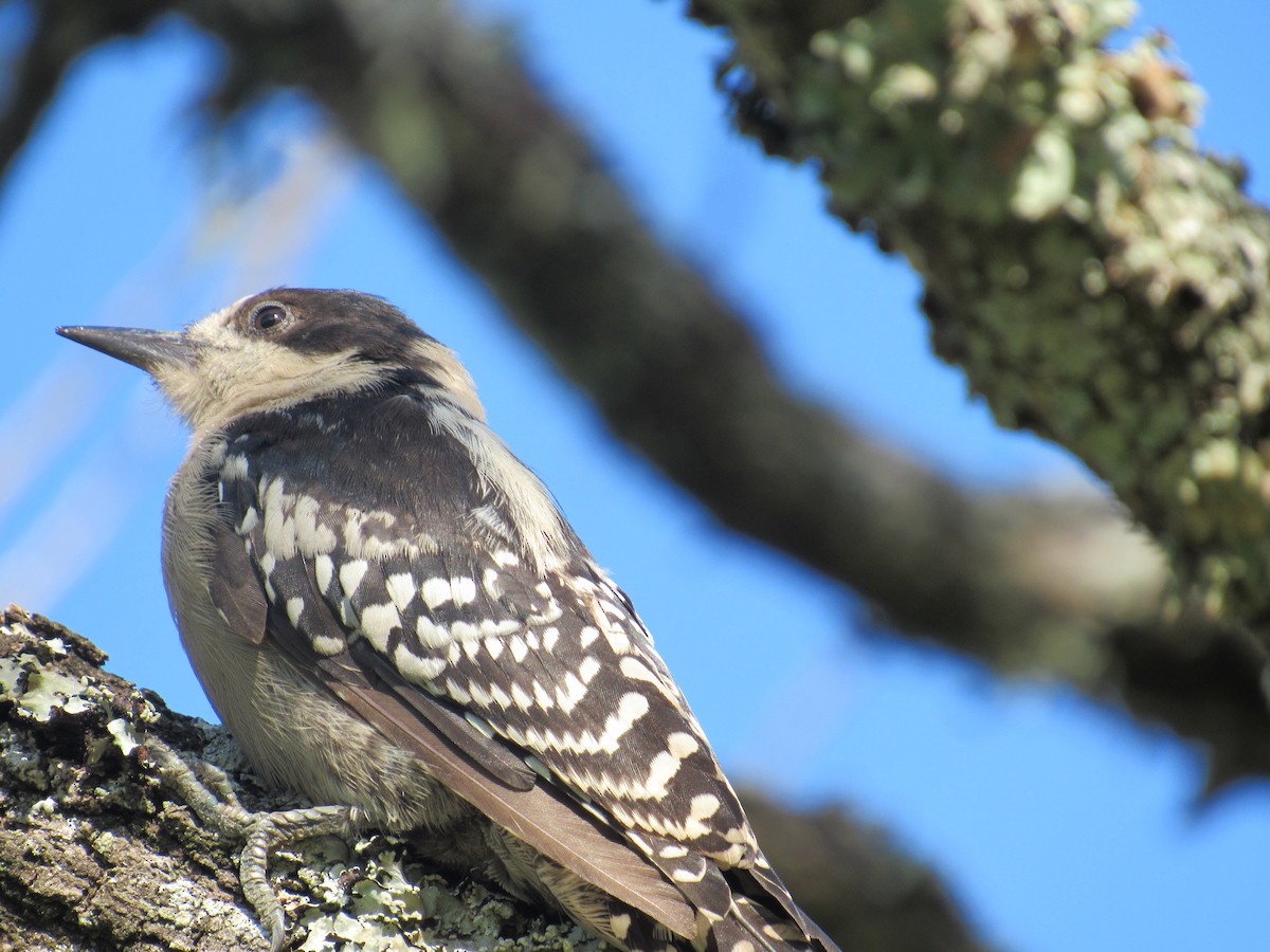 White-fronted Woodpecker - ML613075229