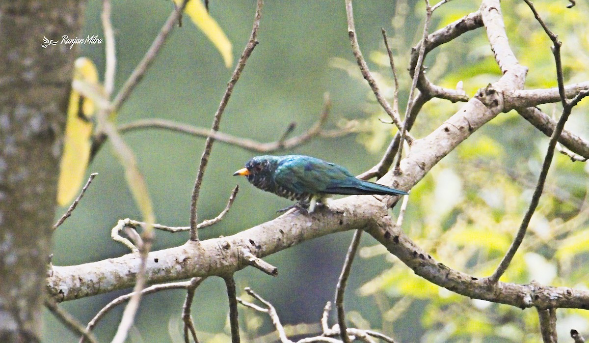 Asian Emerald Cuckoo - ML613075353