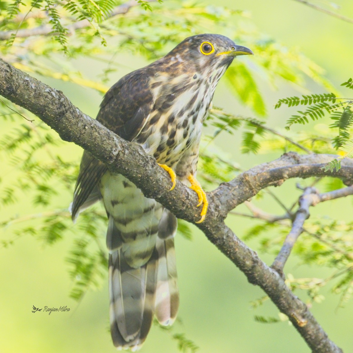 Large Hawk-Cuckoo - ML613075357