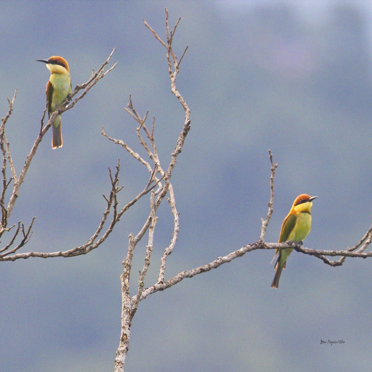 Chestnut-headed Bee-eater - ML613075405