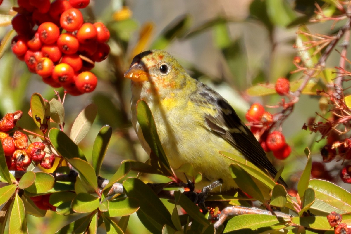 Western Tanager - ML613075464