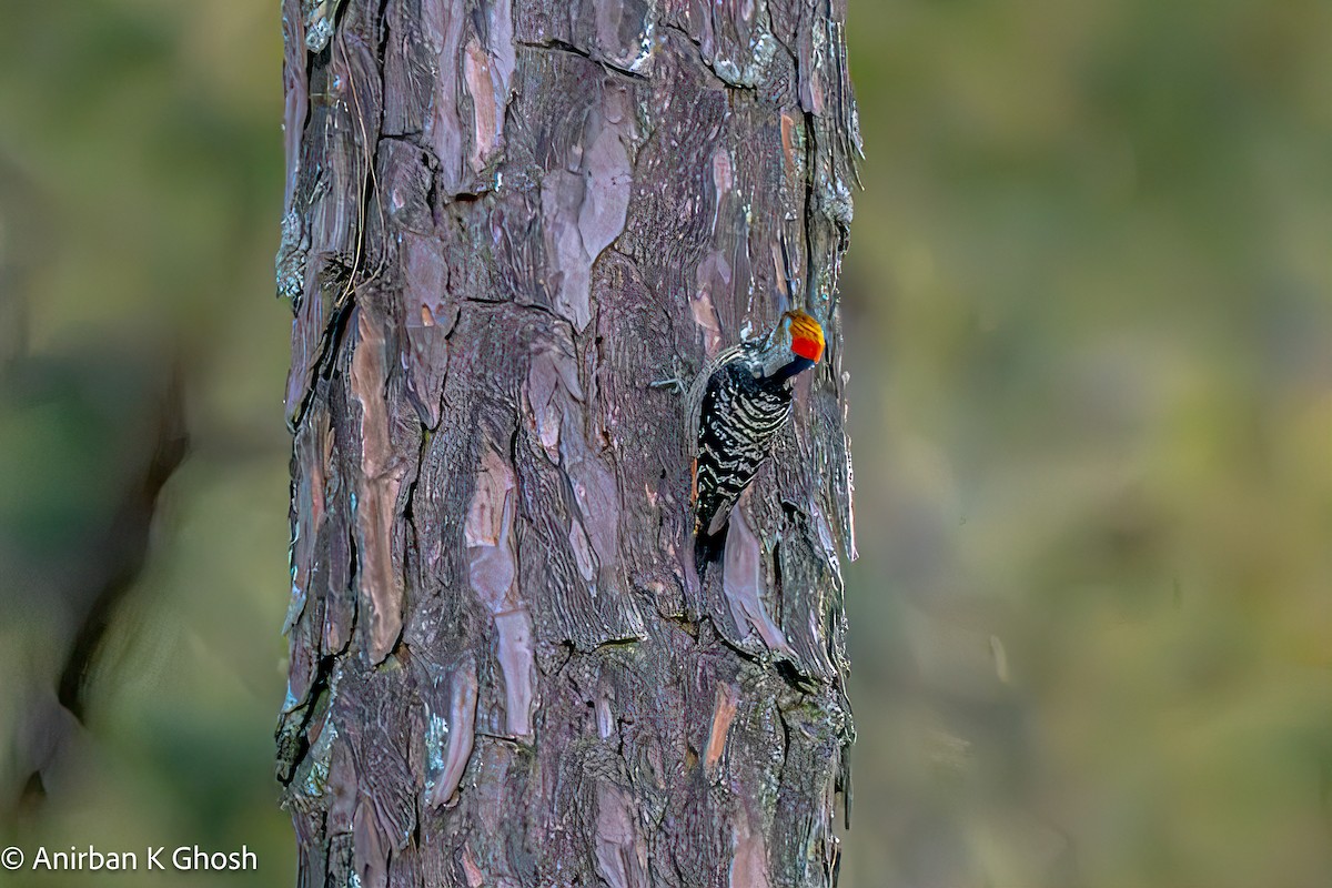 Brown-fronted Woodpecker - ML613075512