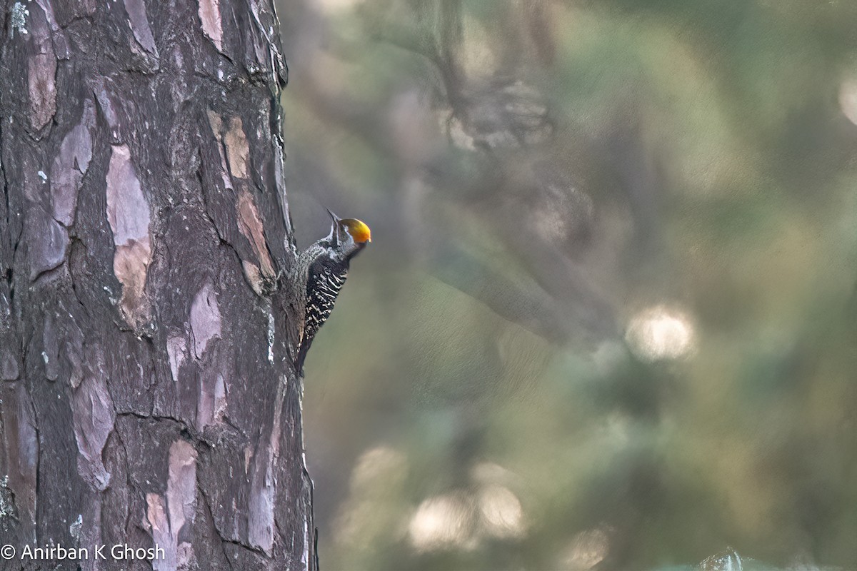 Brown-fronted Woodpecker - ML613075513