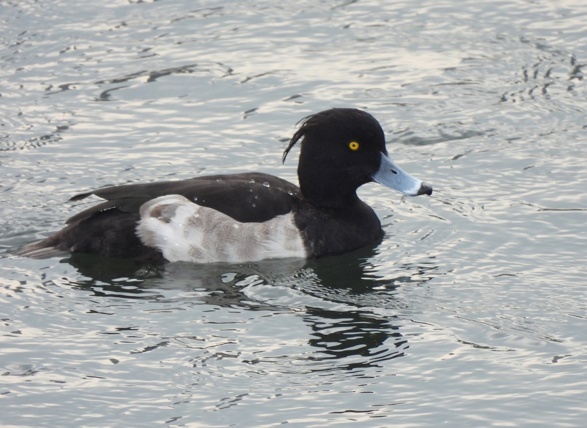 Tufted Duck - ML613075754